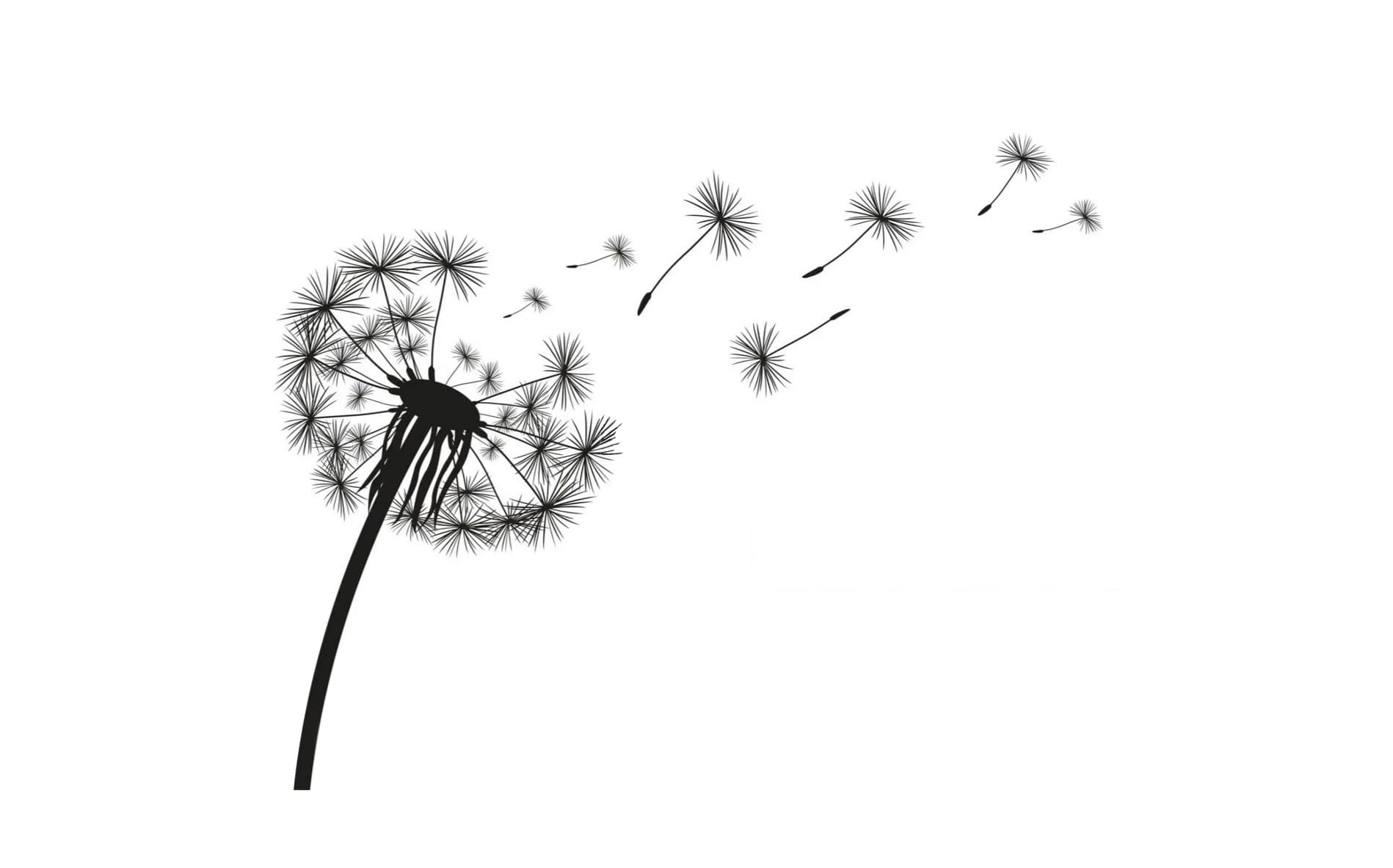 Pusteblume als ruhiges Naturmotiv der Naturheilpraxis Eva Horsch